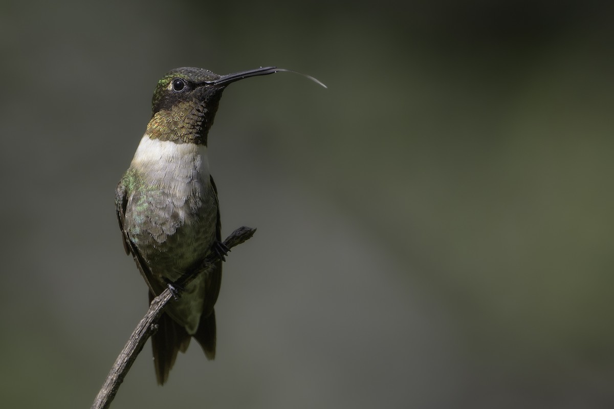 Ruby-throated Hummingbird - ML495084501