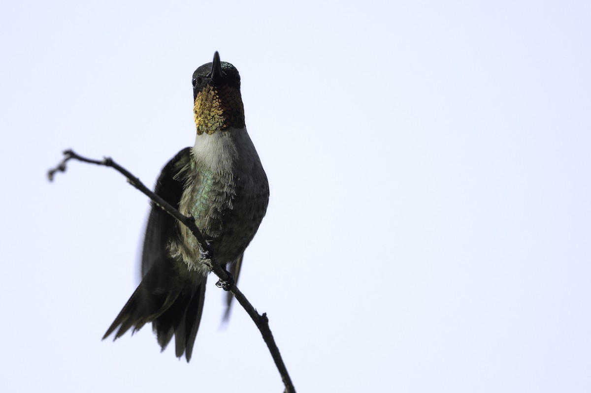 Ruby-throated Hummingbird - ML495084511
