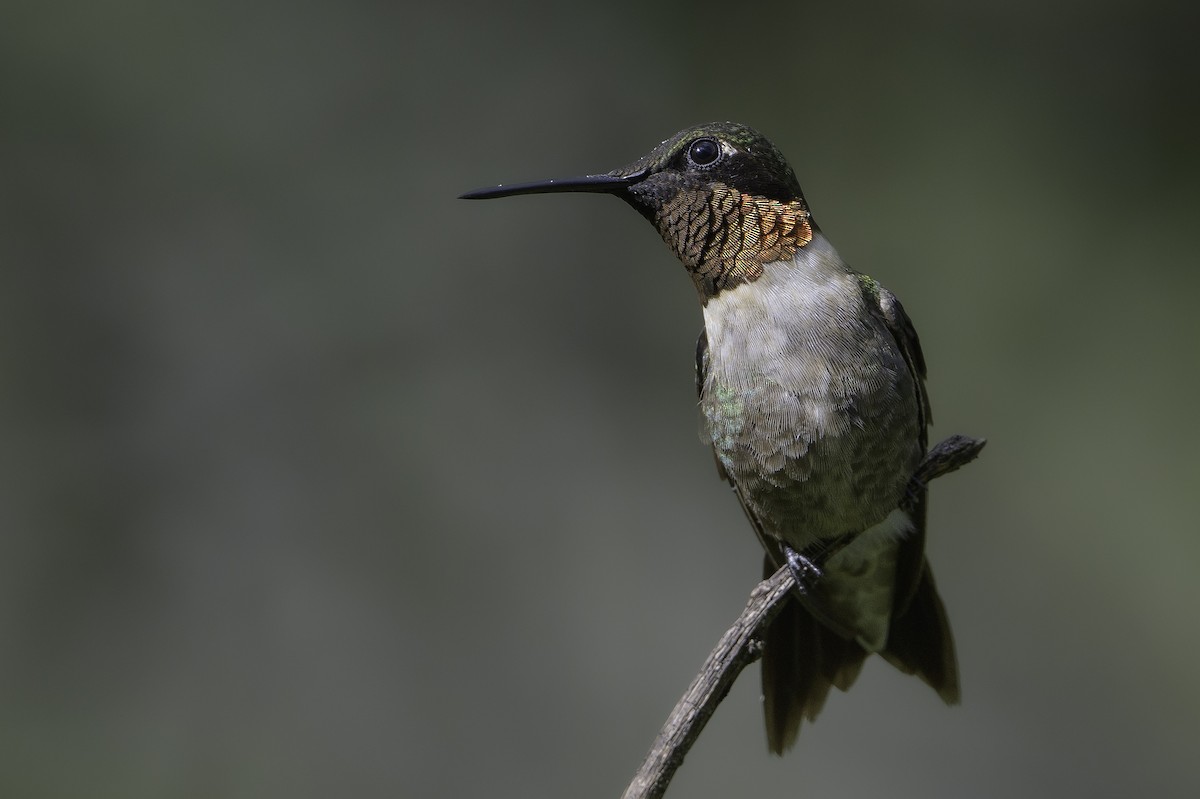 Ruby-throated Hummingbird - ML495084521