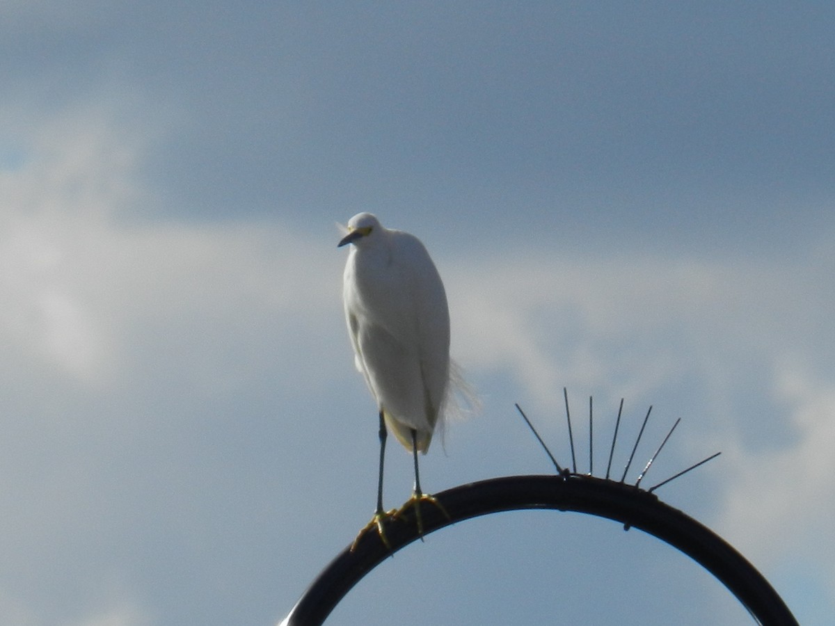 Snowy Egret - ML49508561