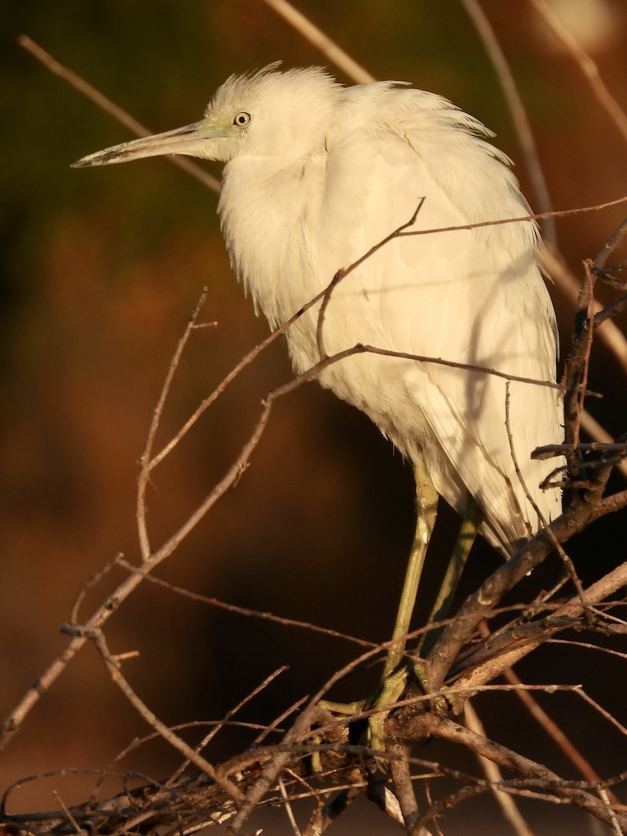 Little Blue Heron - ML495086801