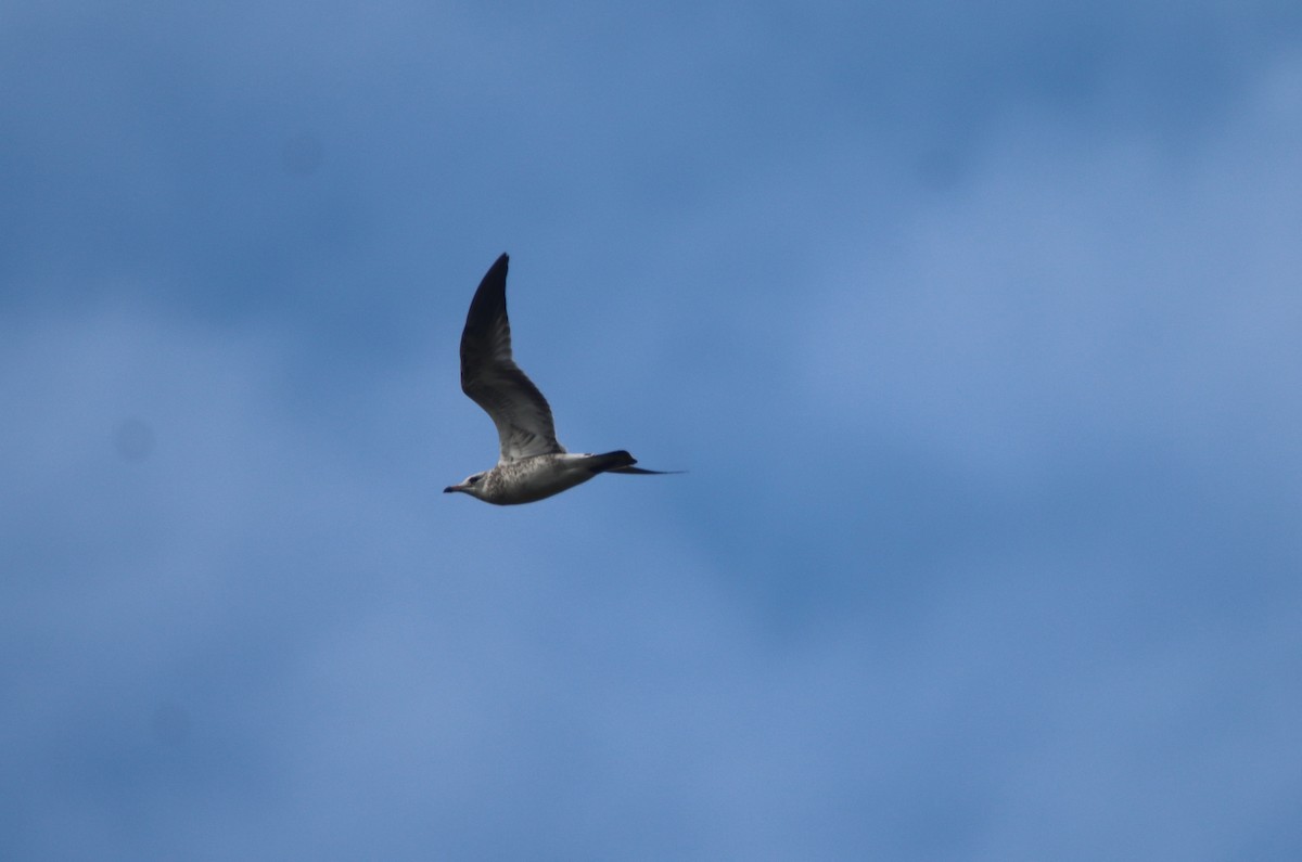 Ring-billed Gull - ML495087631