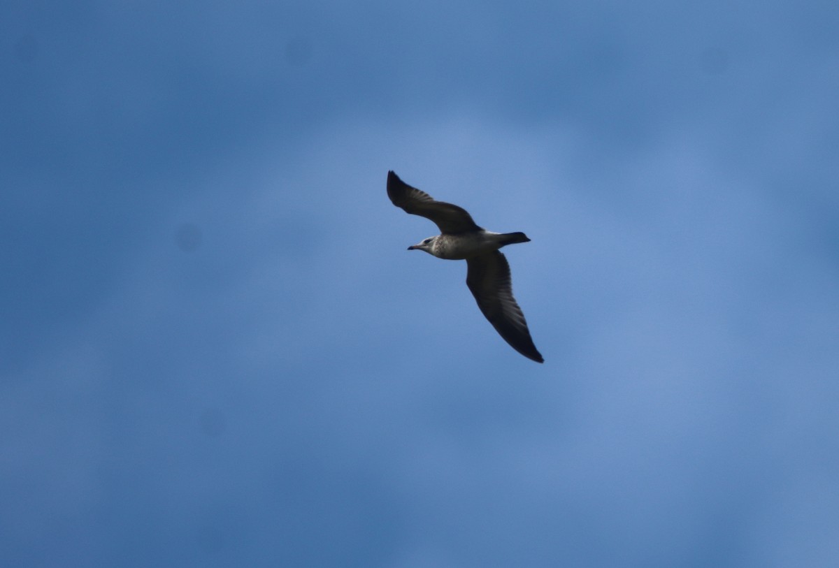 Ring-billed Gull - ML495087681