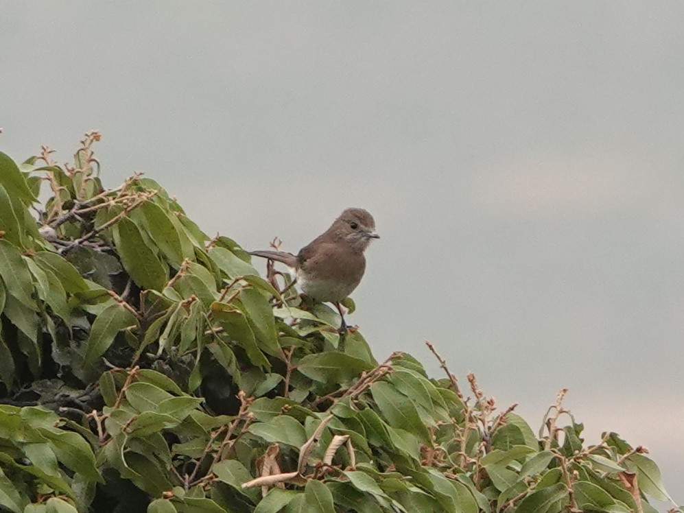 Angola Slaty-Flycatcher - Barry Reed