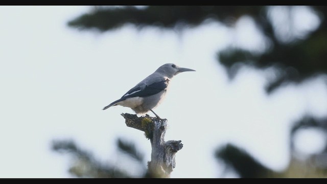 konglekråke - ML495088601