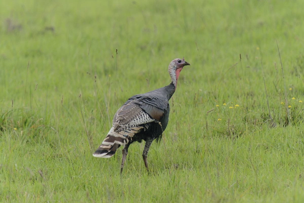 Wild Turkey - ML495089711