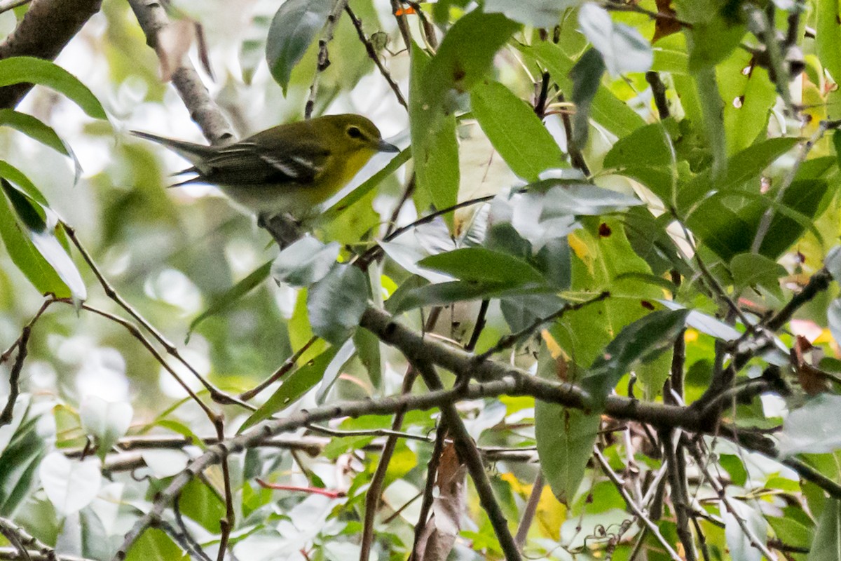 Yellow-throated Vireo - ML495090351