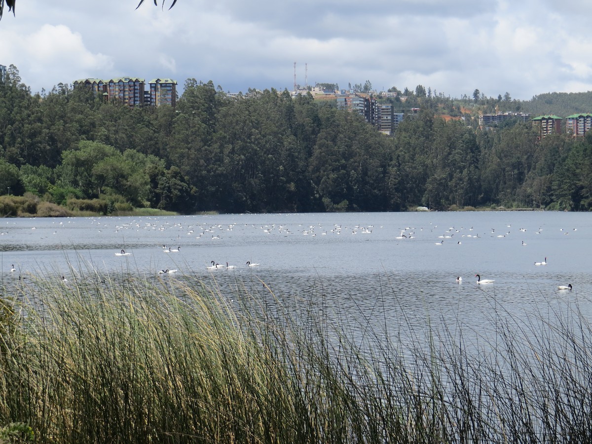 Black-necked Swan - ML49509081