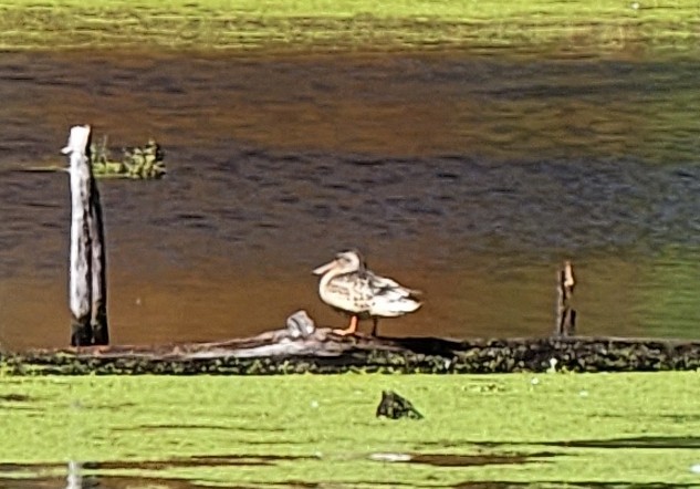 Northern Shoveler - ML495092011