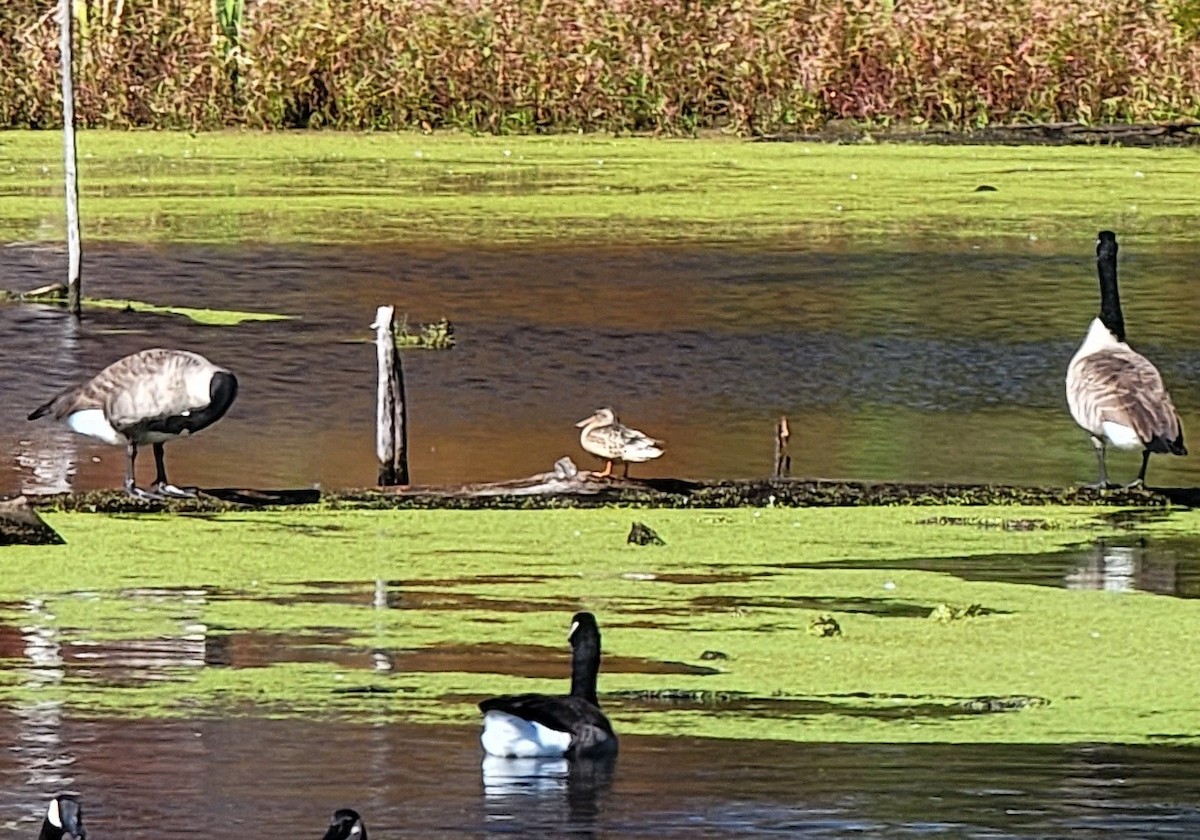 Northern Shoveler - ML495092031