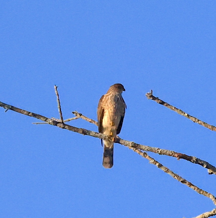 Gavilán de Cooper - ML495093181