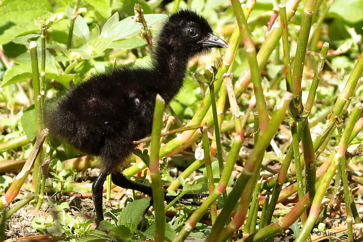 White-breasted Waterhen - Ains Priestman