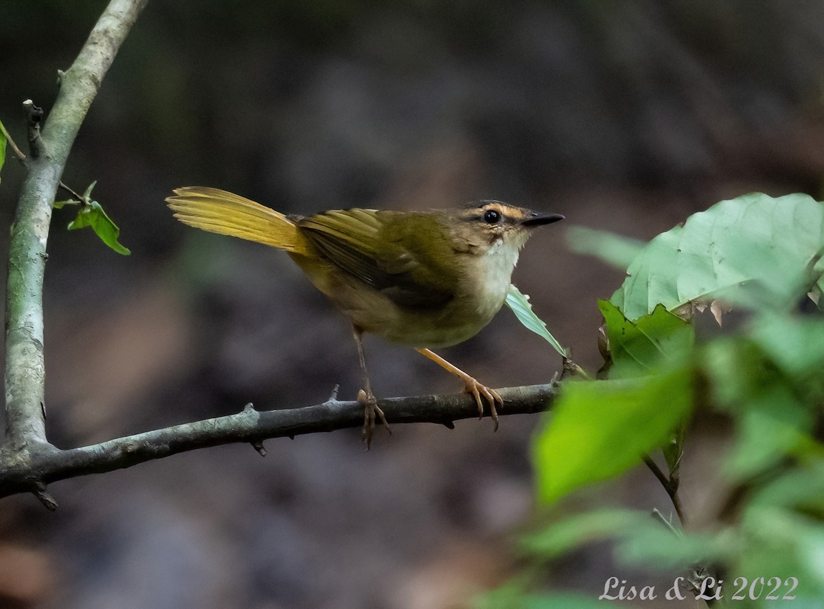 flodparula (mesoleuca) - ML495095101