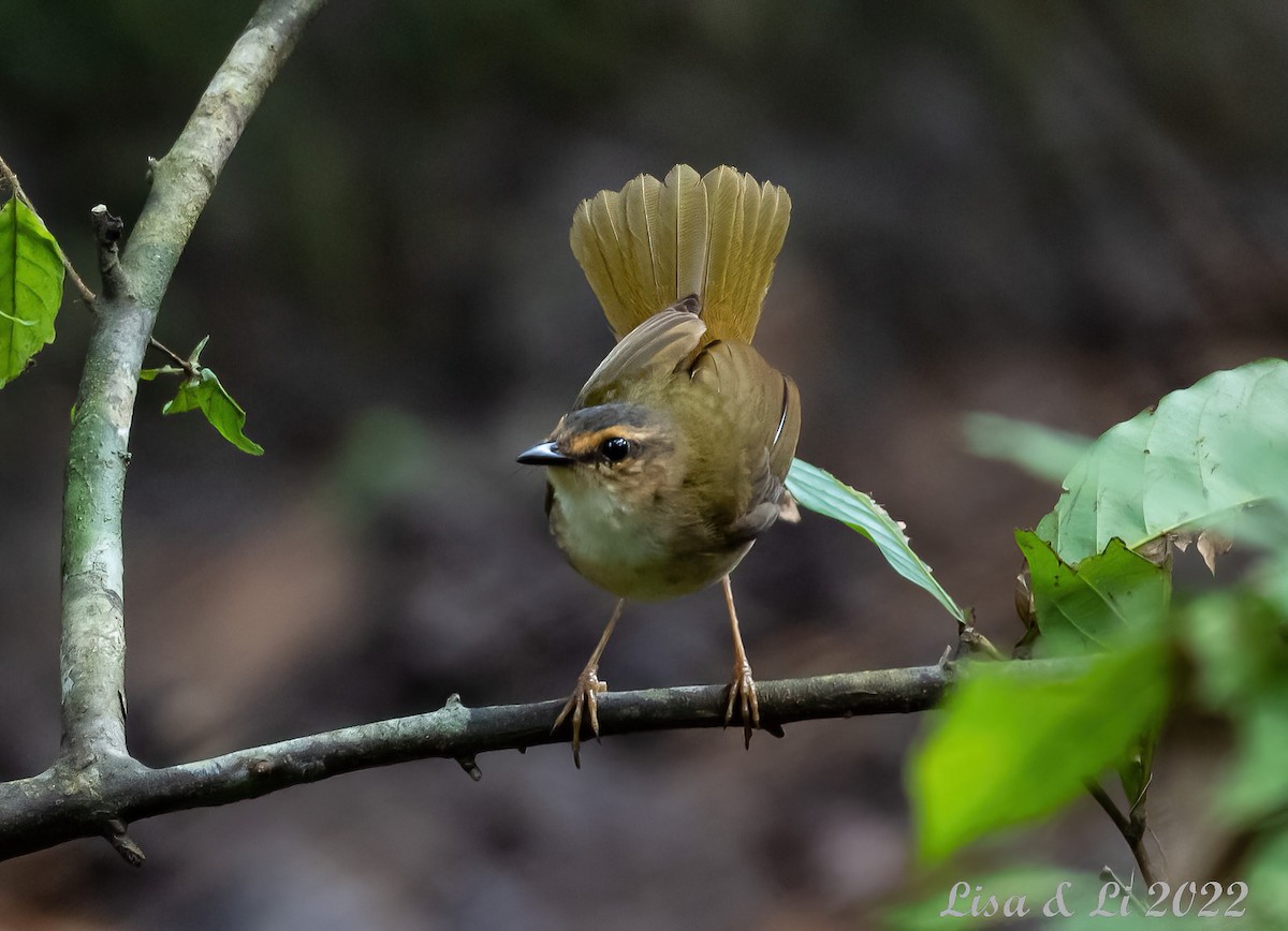 Riverbank Warbler (Northern) - Lisa & Li Li