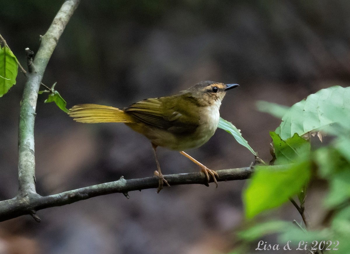 Reinita Ribereña (mesoleuca) - ML495095211