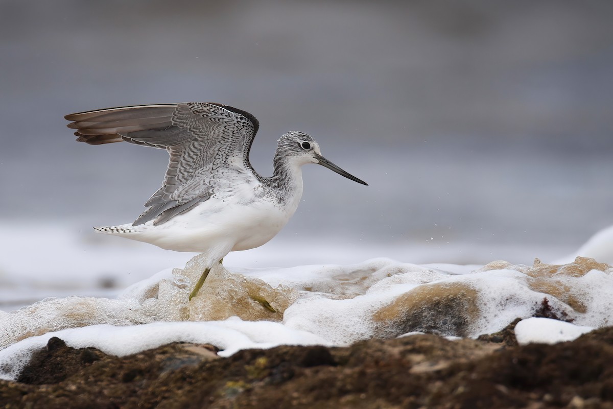 Common Greenshank - ML495098141