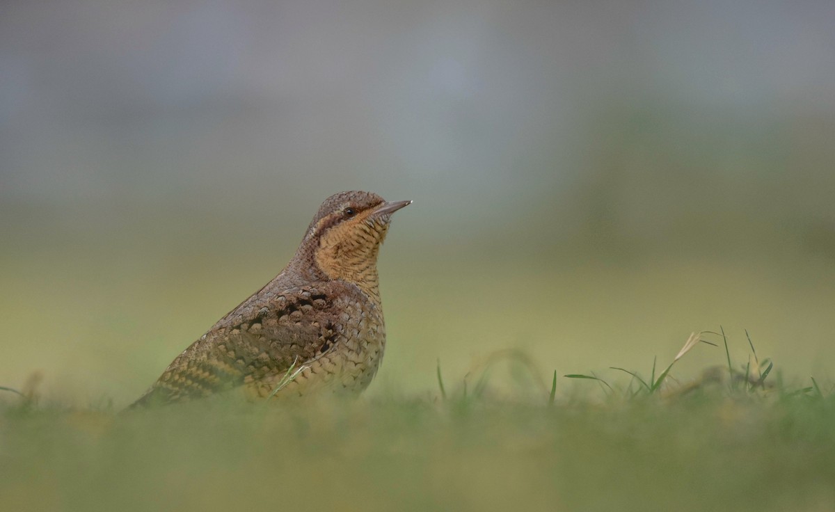 Eurasian Wryneck - ML495098601