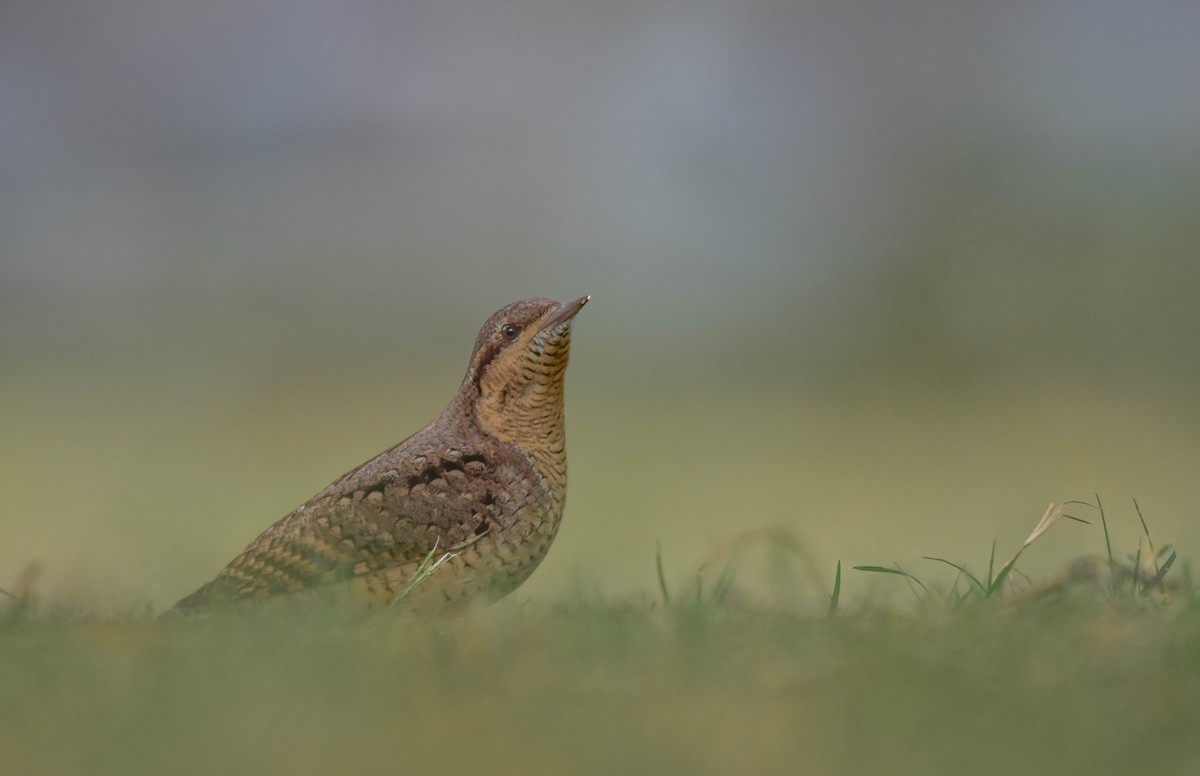 Eurasian Wryneck - ML495098621