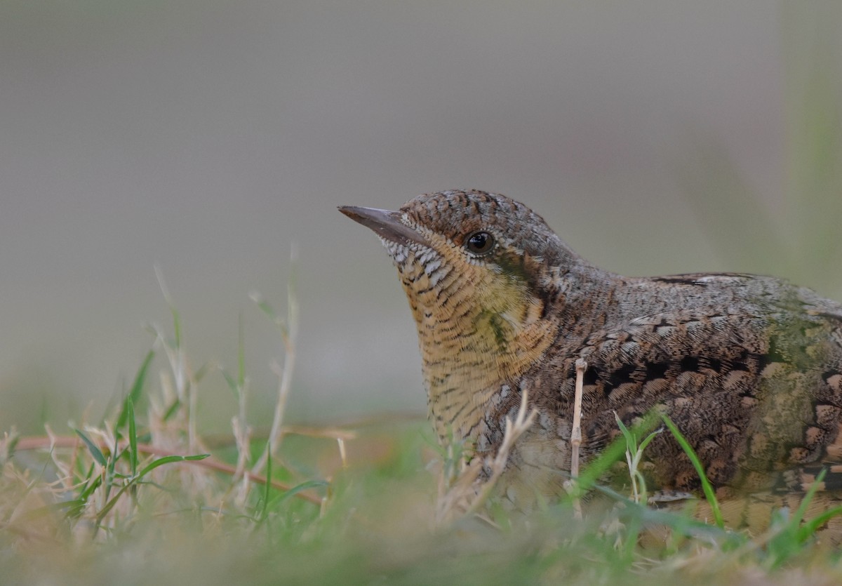 Eurasian Wryneck - ML495098681