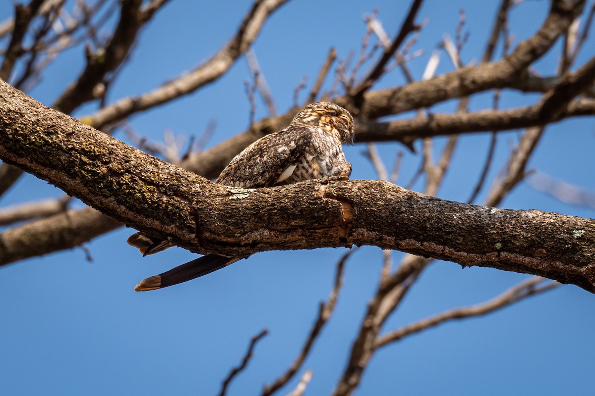 Common Nighthawk - Vitor Rolf Laubé