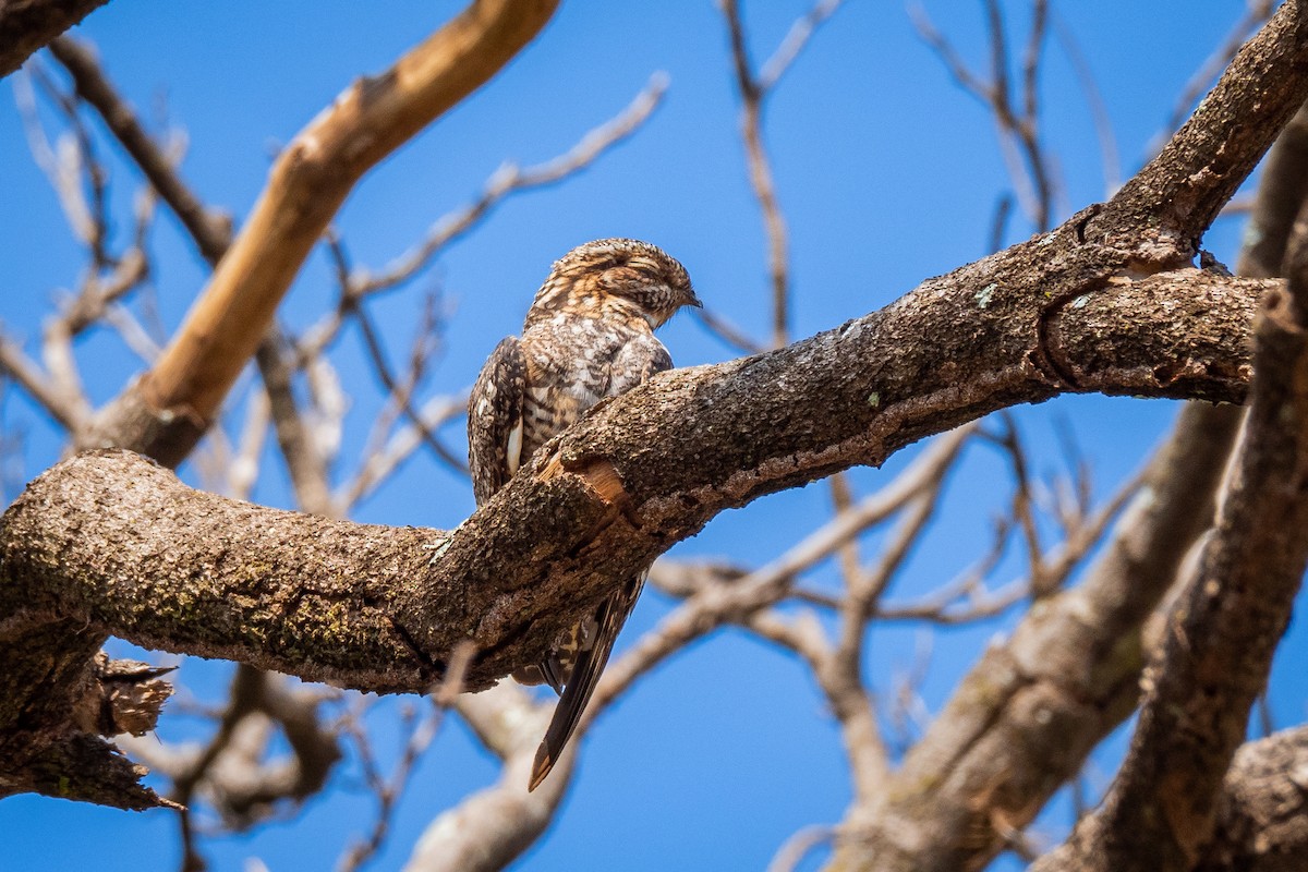 Common Nighthawk - Vitor Rolf Laubé