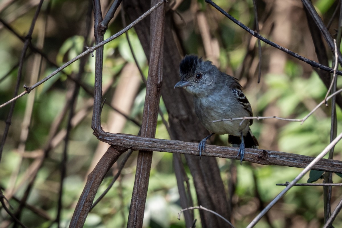 Planalto Slaty-Antshrike - ML495098861