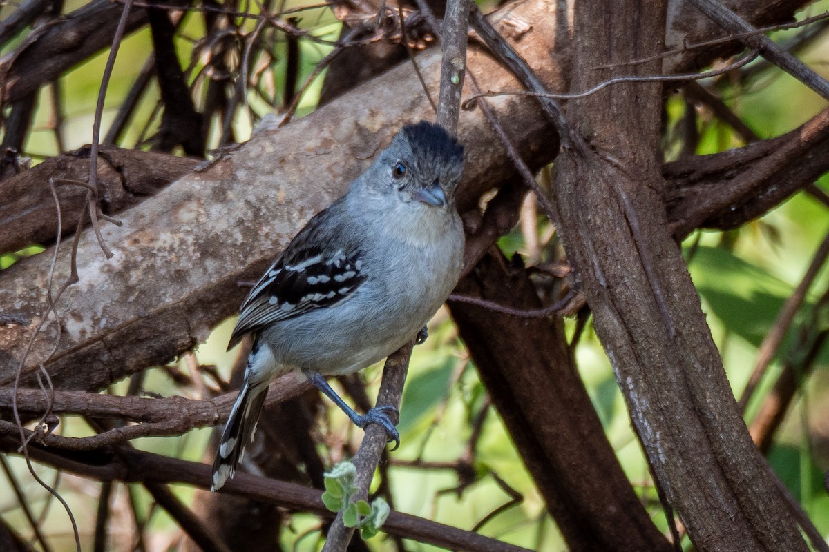 Planalto Slaty-Antshrike - ML495098871