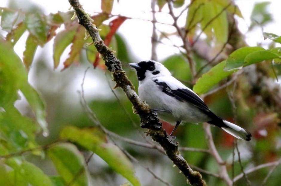 White-breasted Monarch - ML495099551