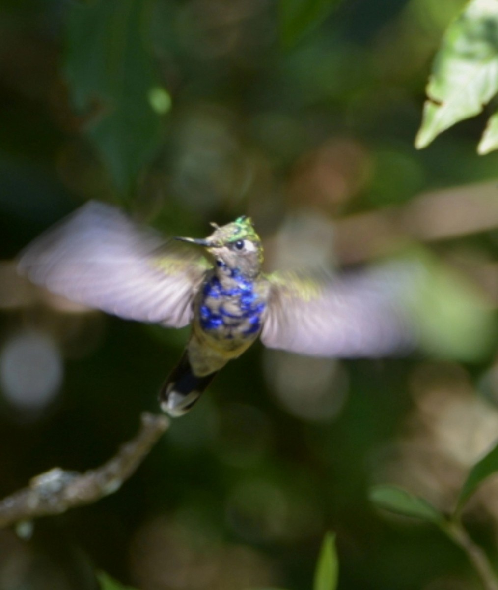 grønnvipekolibri - ML495099651