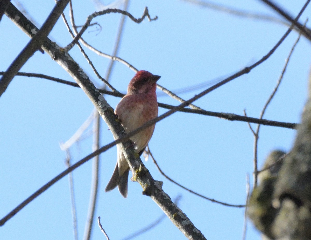 Purple Finch - ML495099871