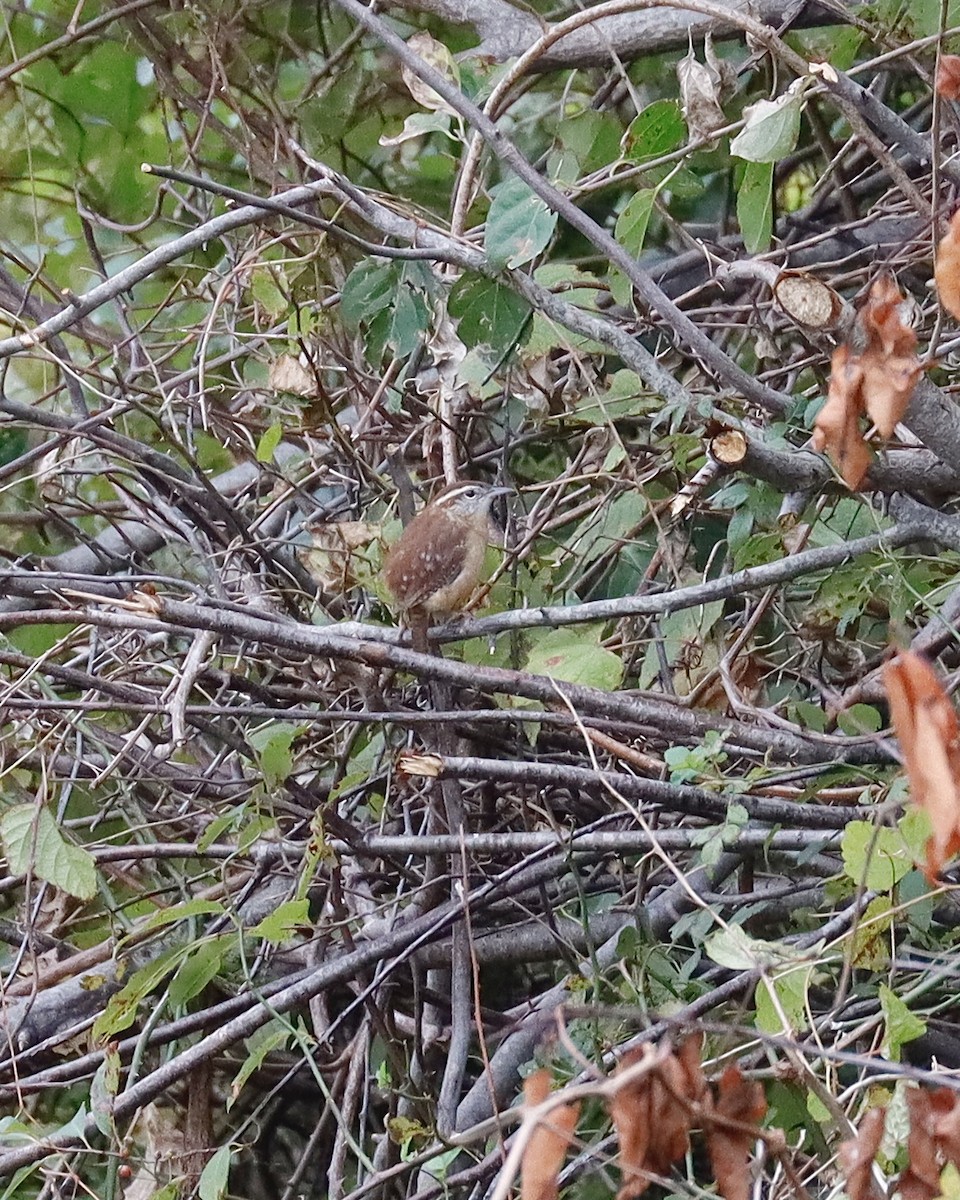 Carolina Wren - ML495101531