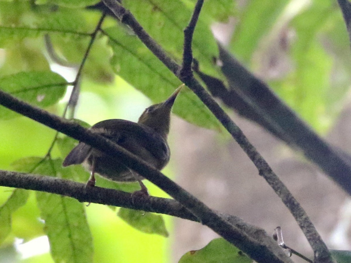 Tawny Straightbill - ML495102641