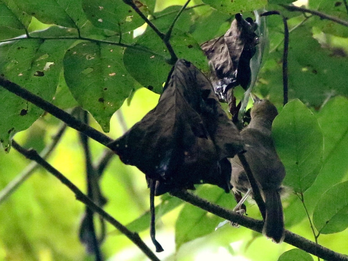 Tawny Straightbill - ML495102651