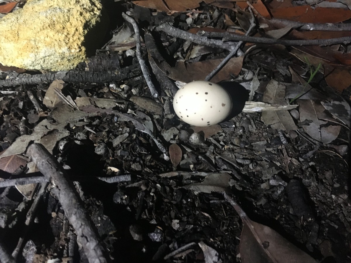 White-throated Nightjar - ML495103101