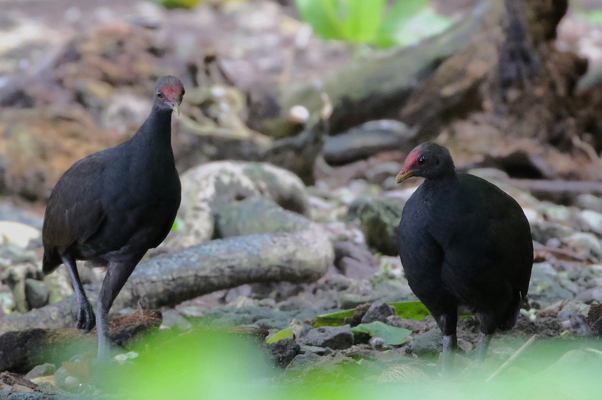 Melanesian Megapode - Joshua Bergmark | Ornis Birding Expeditions