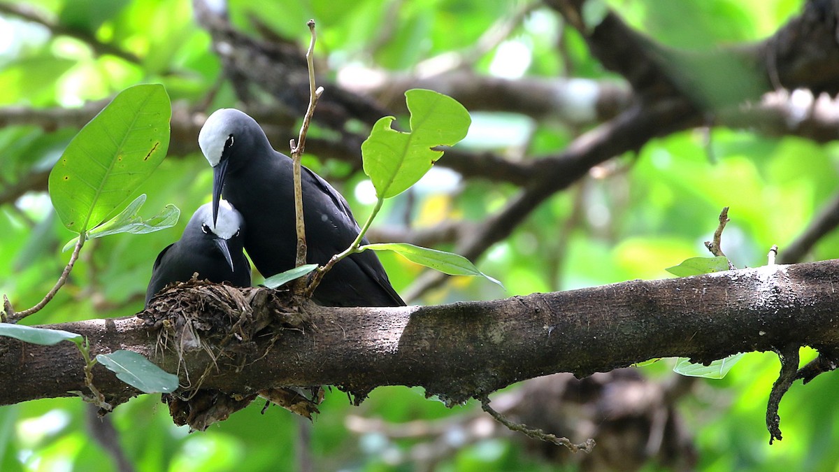 Black Noddy - Joshua Bergmark | Ornis Birding Expeditions