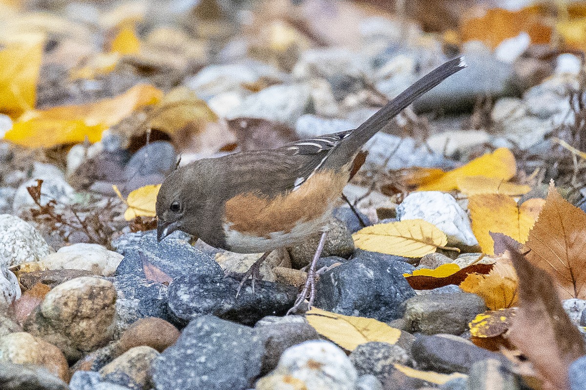 Eastern Towhee - Christina Cole