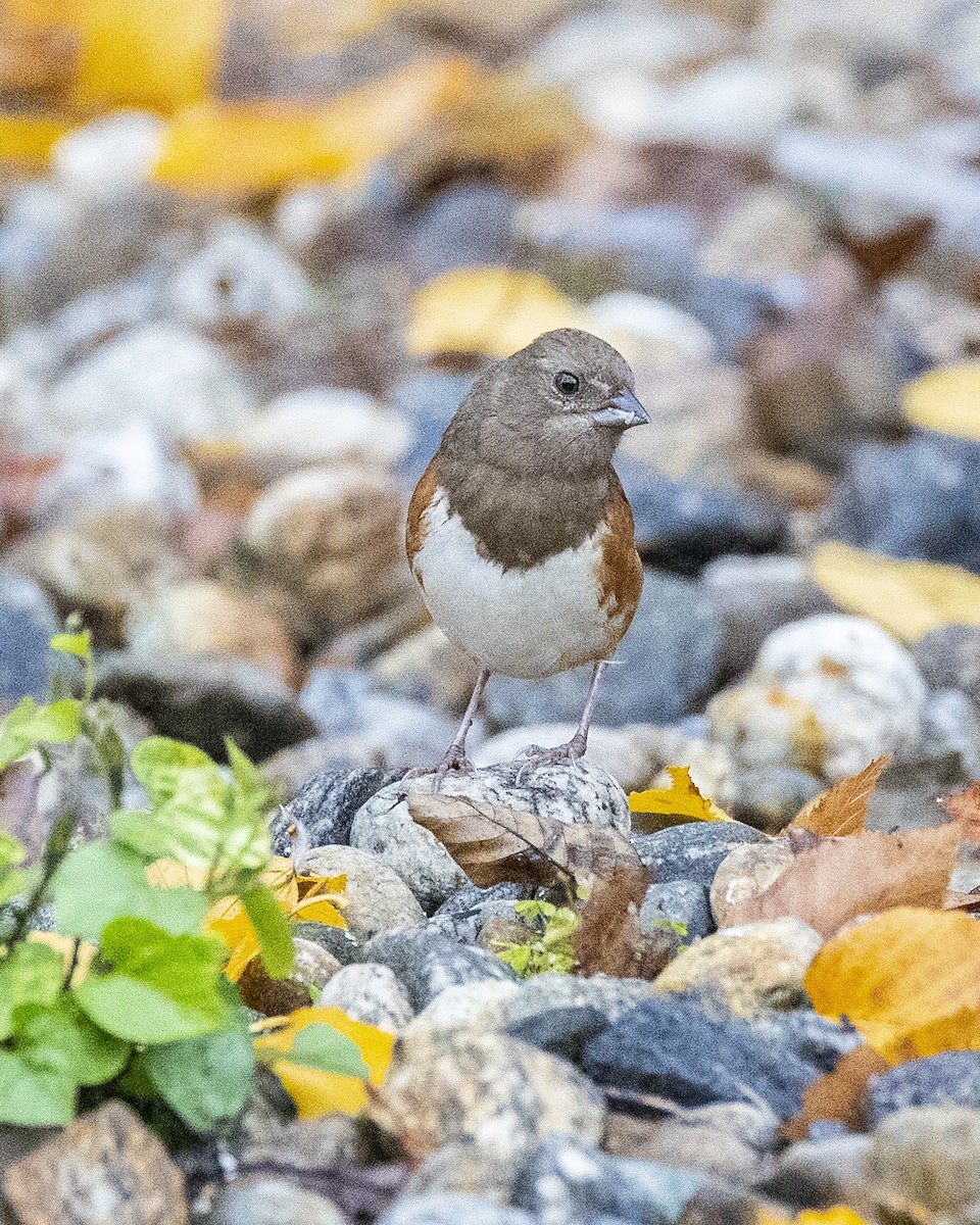 Eastern Towhee - Christina Cole