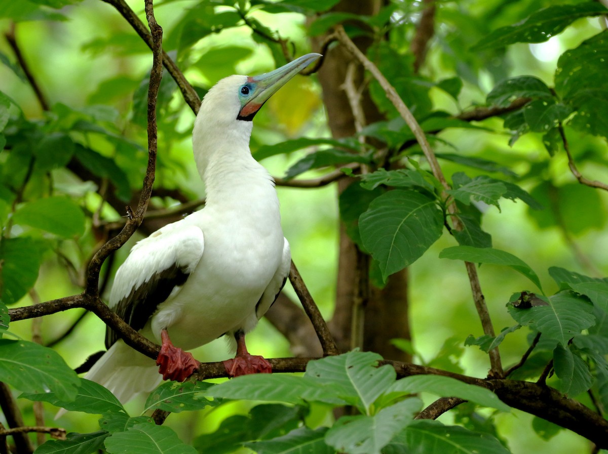 Red-footed Booby - Joshua Bergmark | Ornis Birding Expeditions