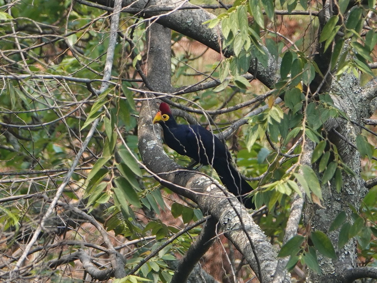 Ross's Turaco - ML495106321