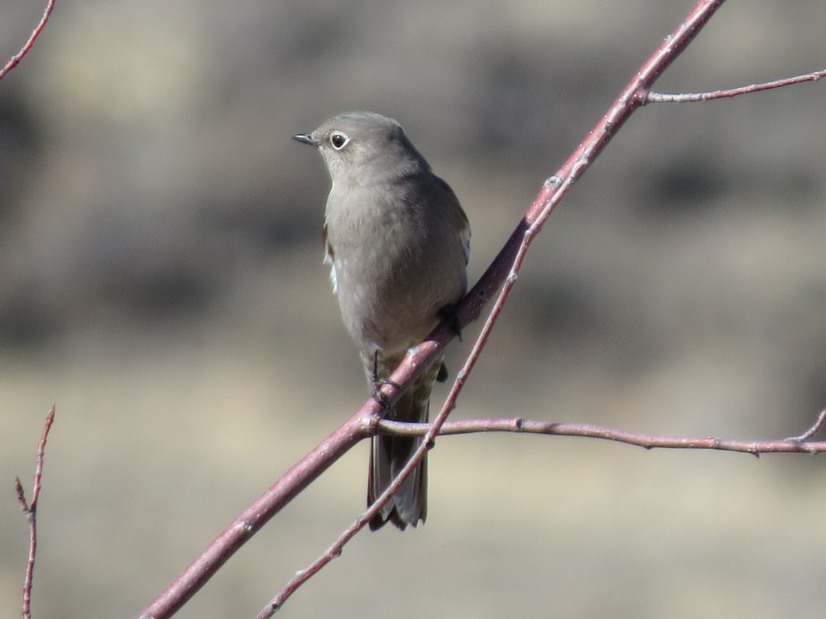 Townsend's Solitaire - ML49510651