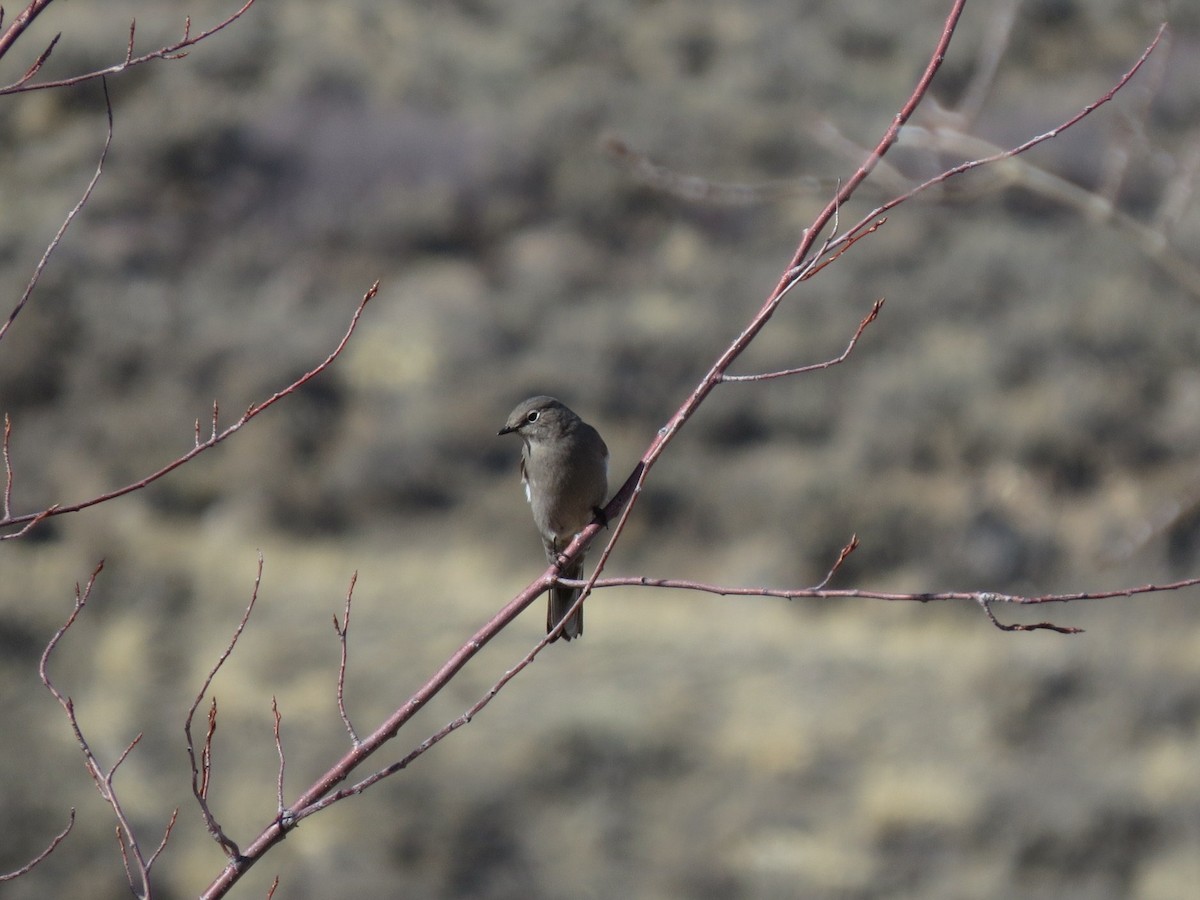 Townsend's Solitaire - ML49510661