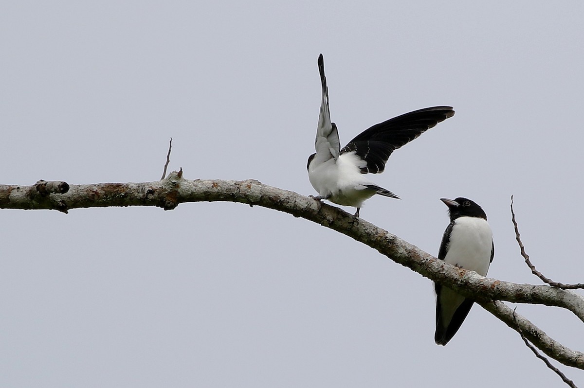Bismarck Woodswallow - ML495106671