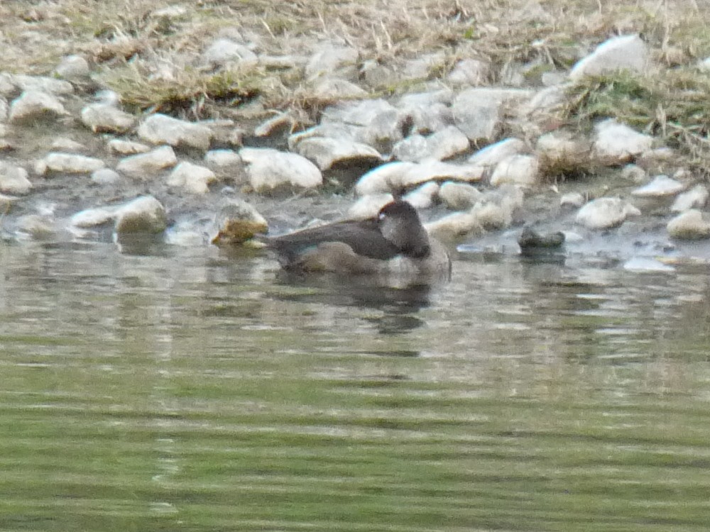 Ring-necked Duck - ML495107131