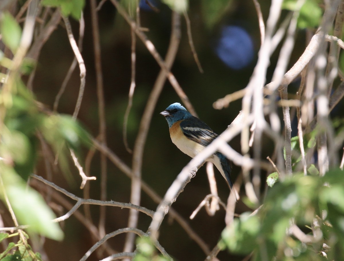 Lazuli Bunting - ML495108811