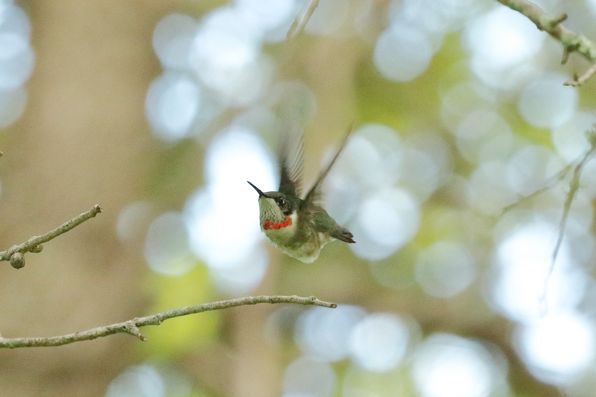 Ruby-throated Hummingbird - ML495109511