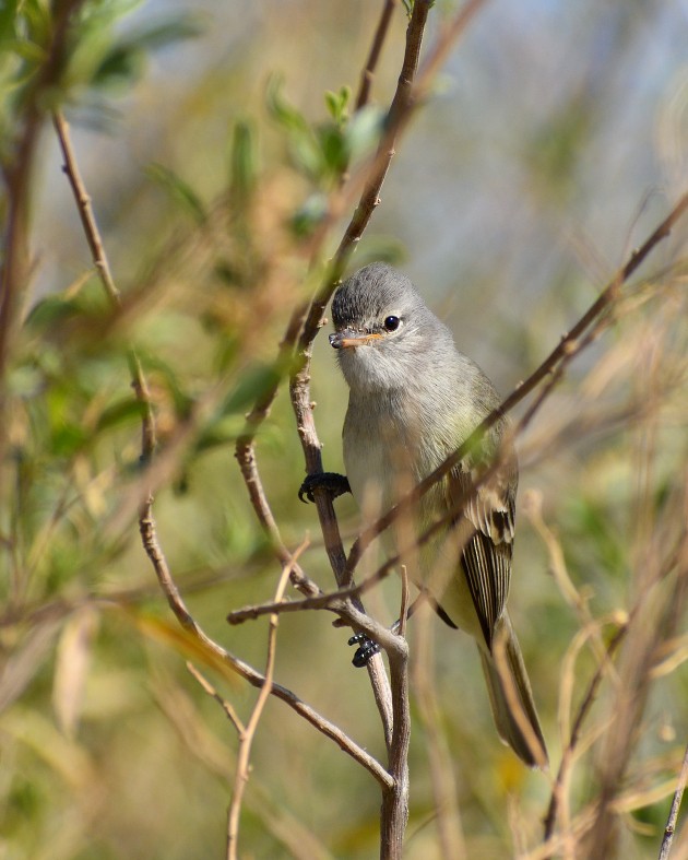 Southern Beardless-Tyrannulet - ML495111071