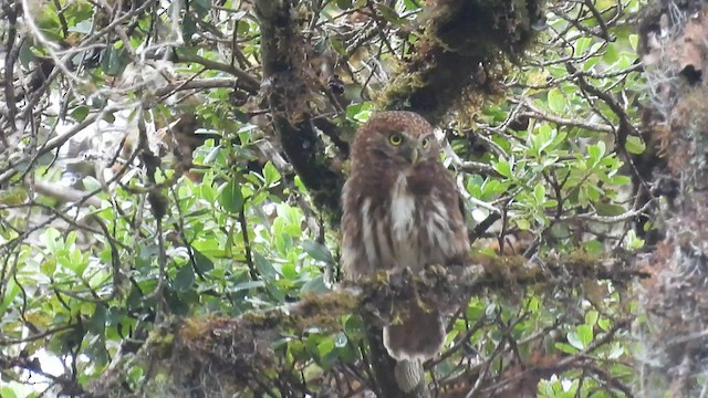 Yungas Pygmy-Owl - ML495112221