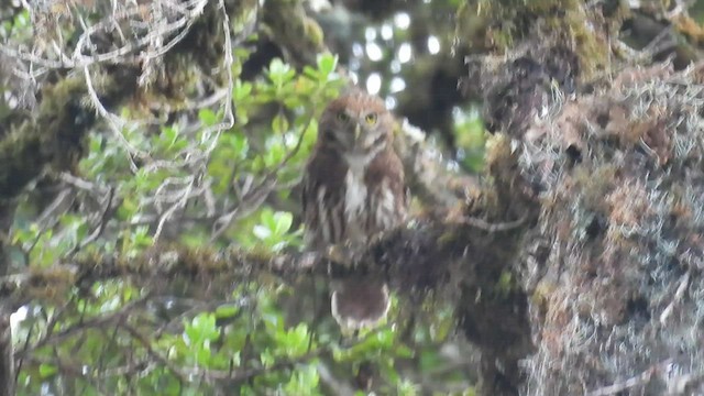 Yungas Serçe Baykuşu - ML495112261