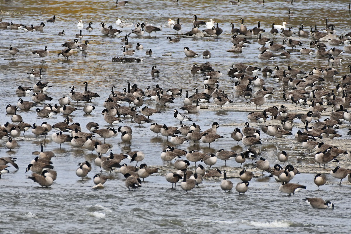 Barnacle Goose - Brad Rogers